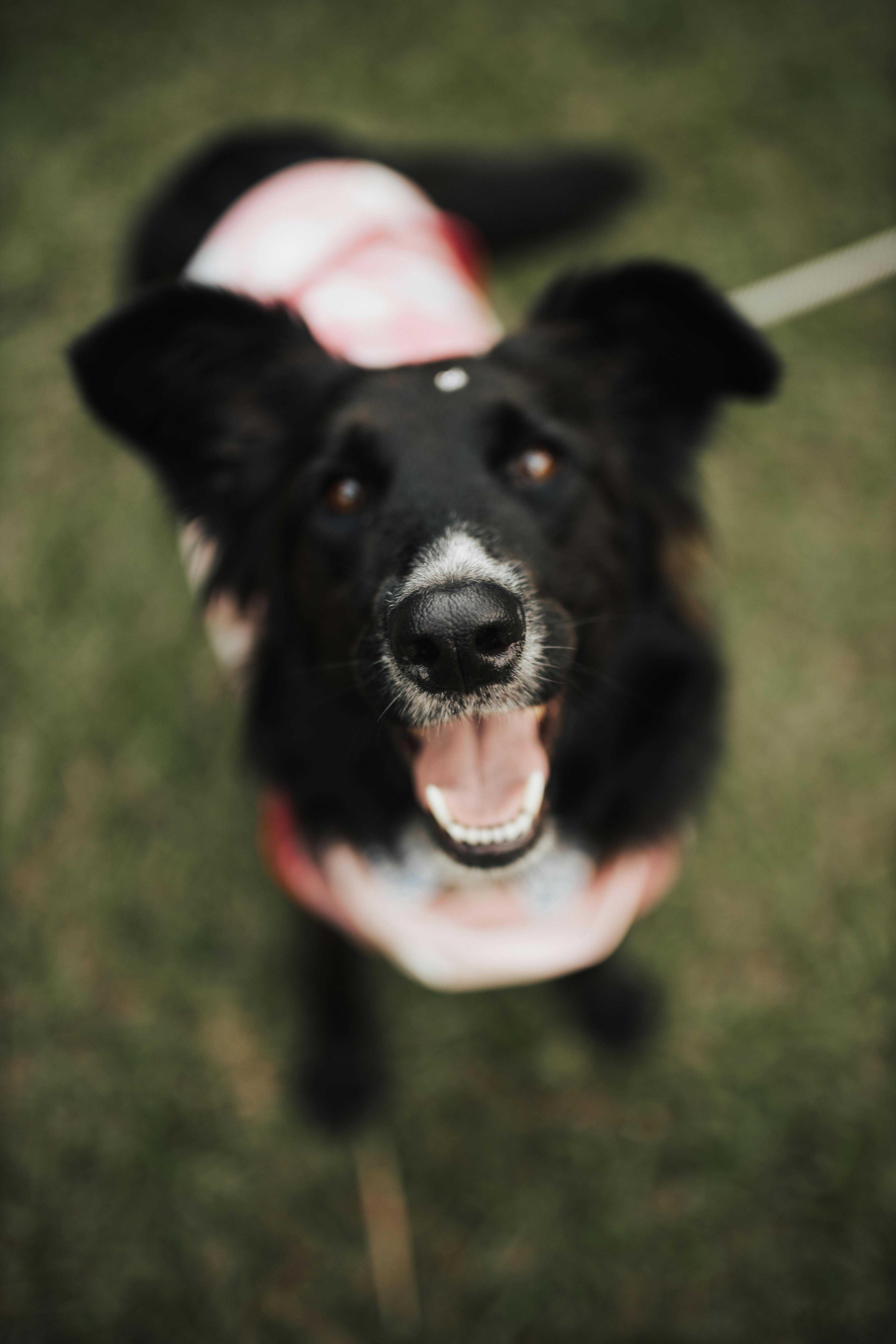 Dogs playing together at a dog park while owners socialize