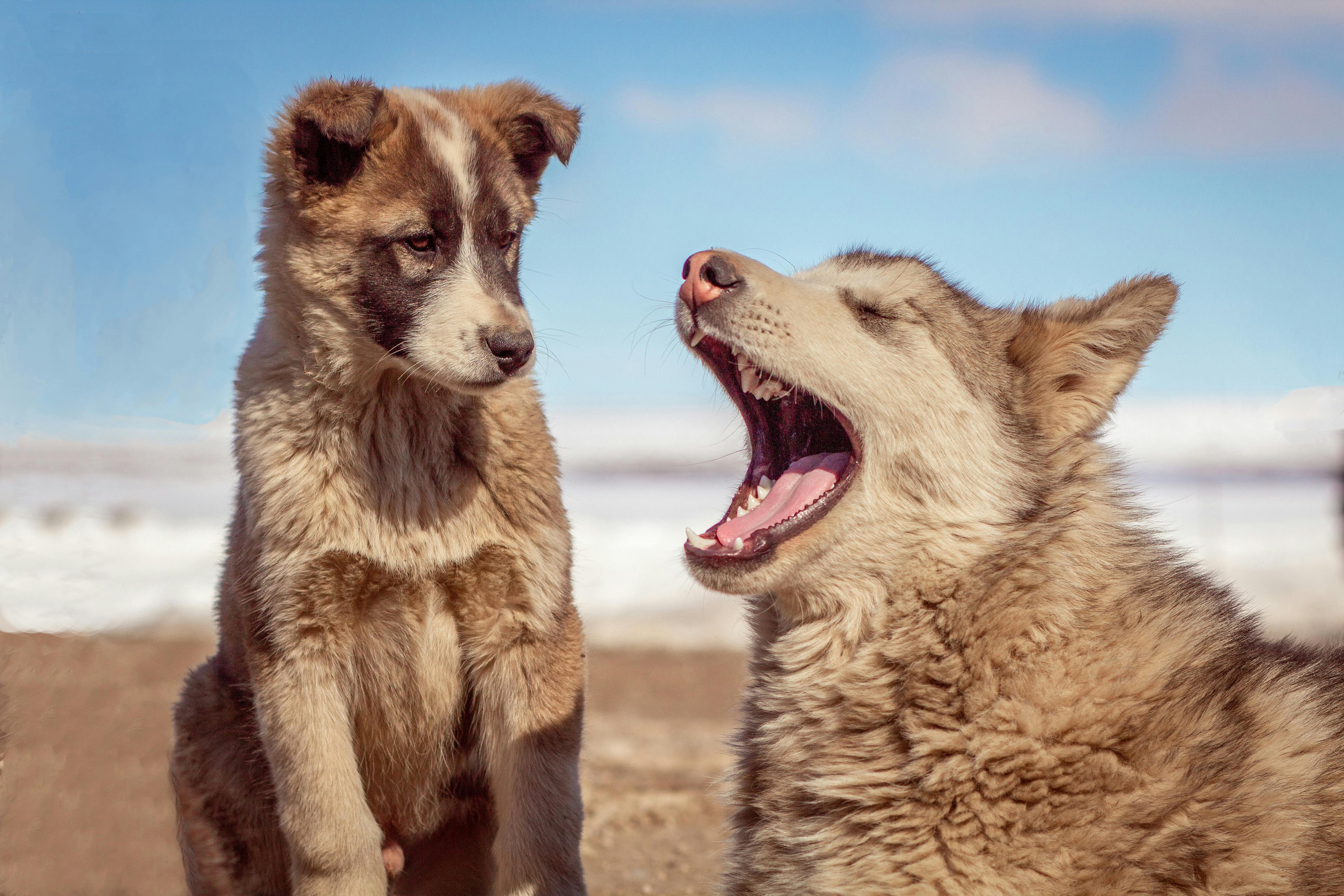 Group of dogs and owners in a training class