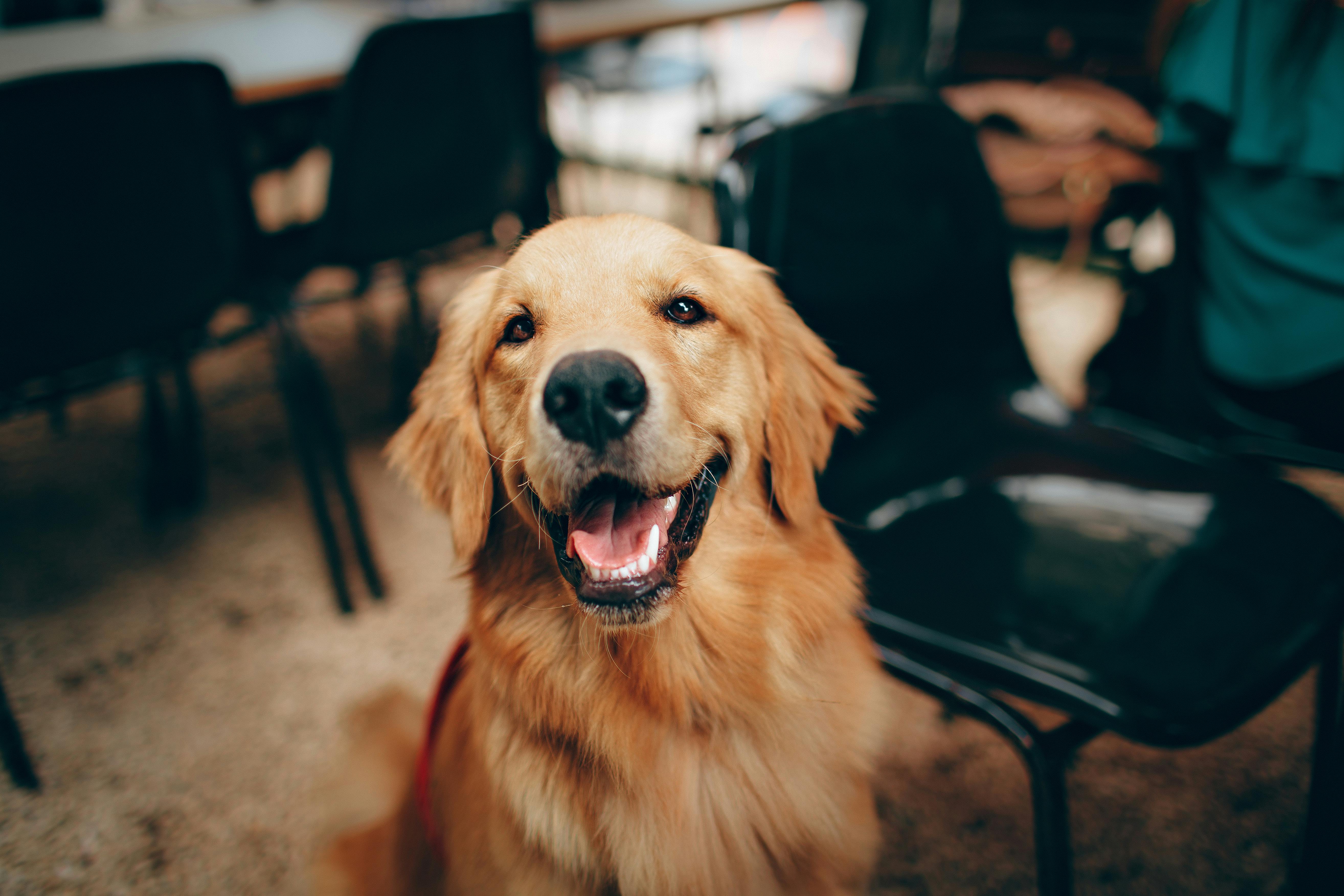 Group of happy dog owners with their dogs socializing outdoors