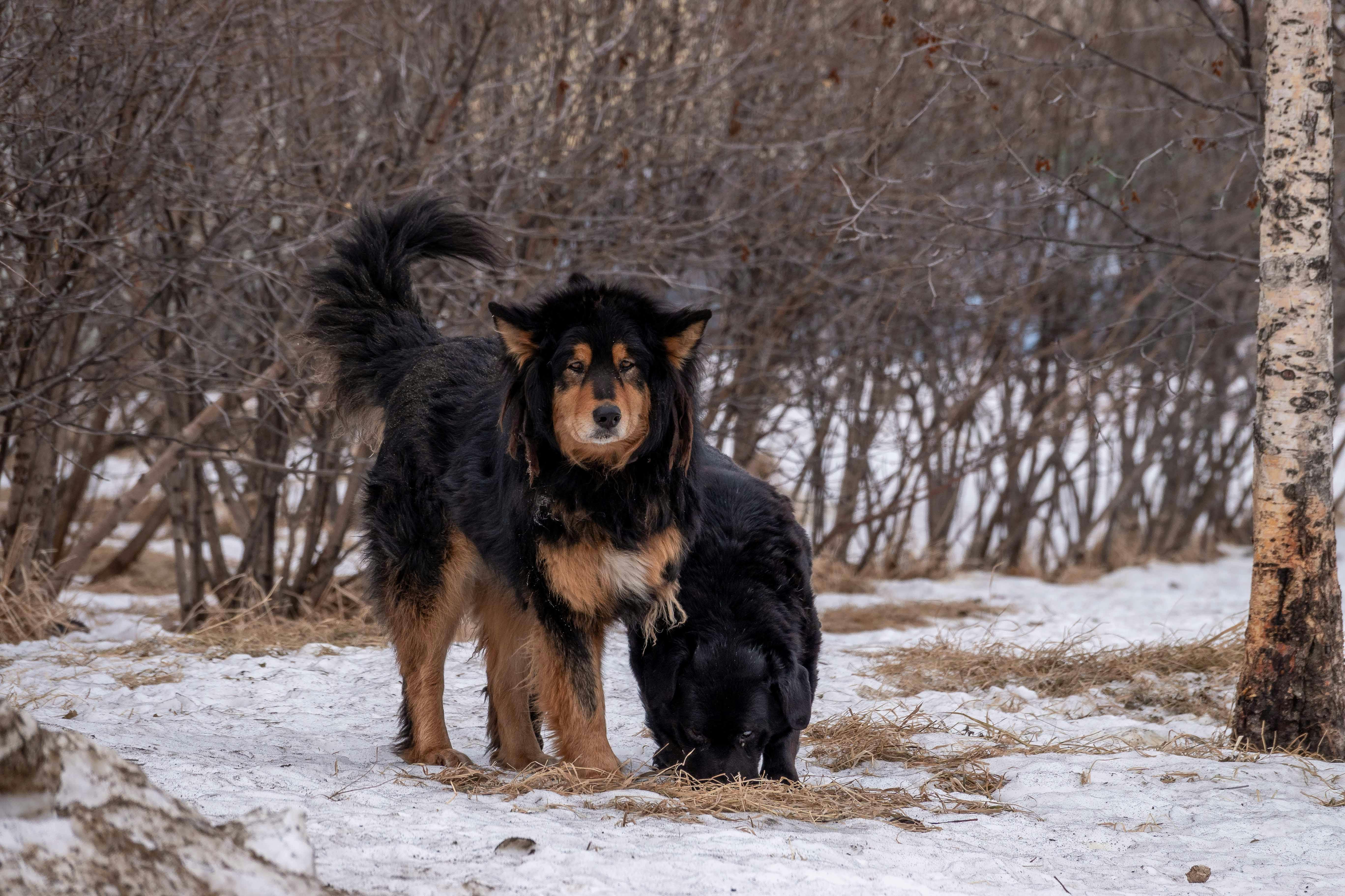 Dog owner bonding with their dog during a training session