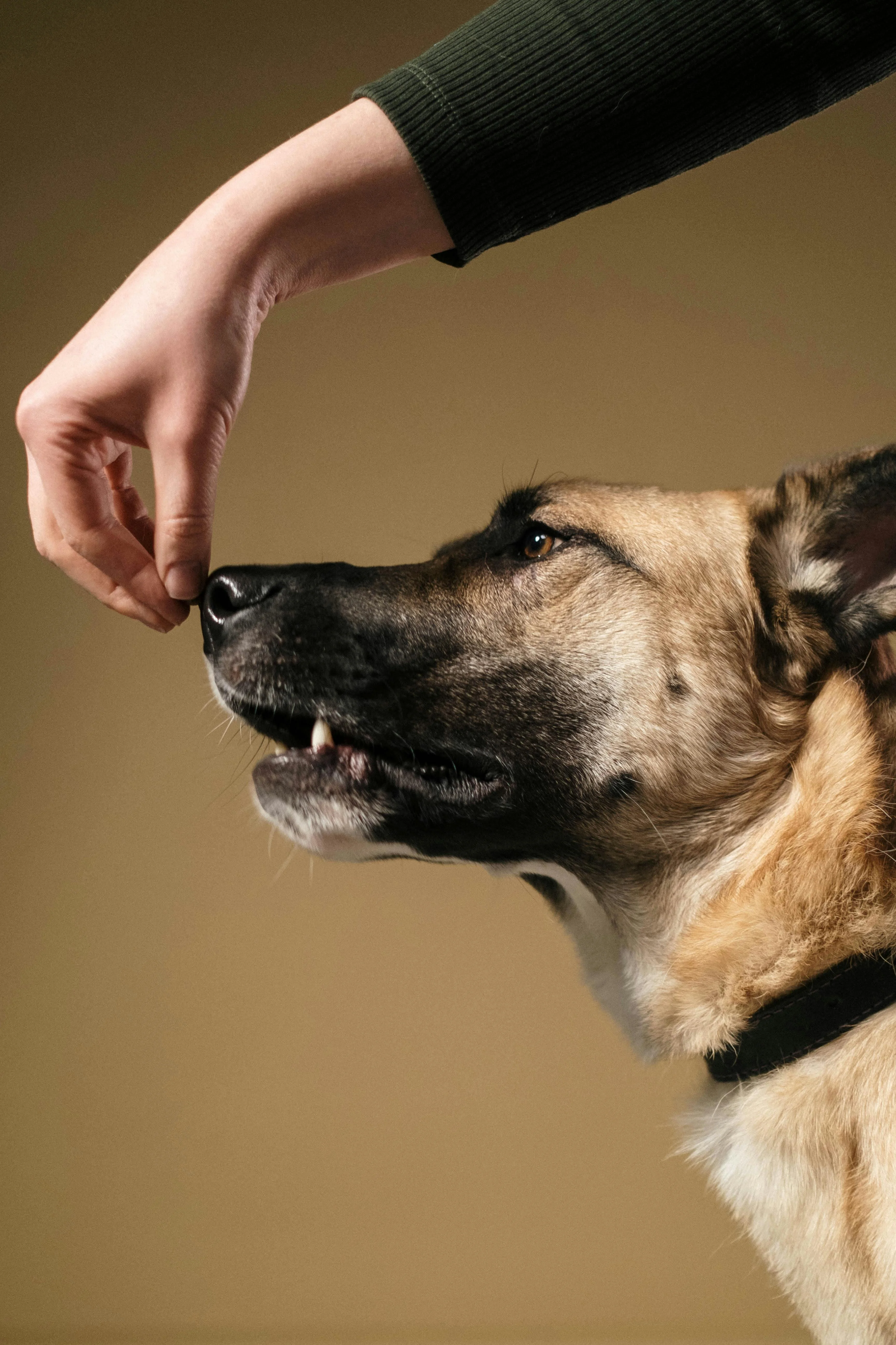 Dog trainer rewarding a dog with a treat during training session