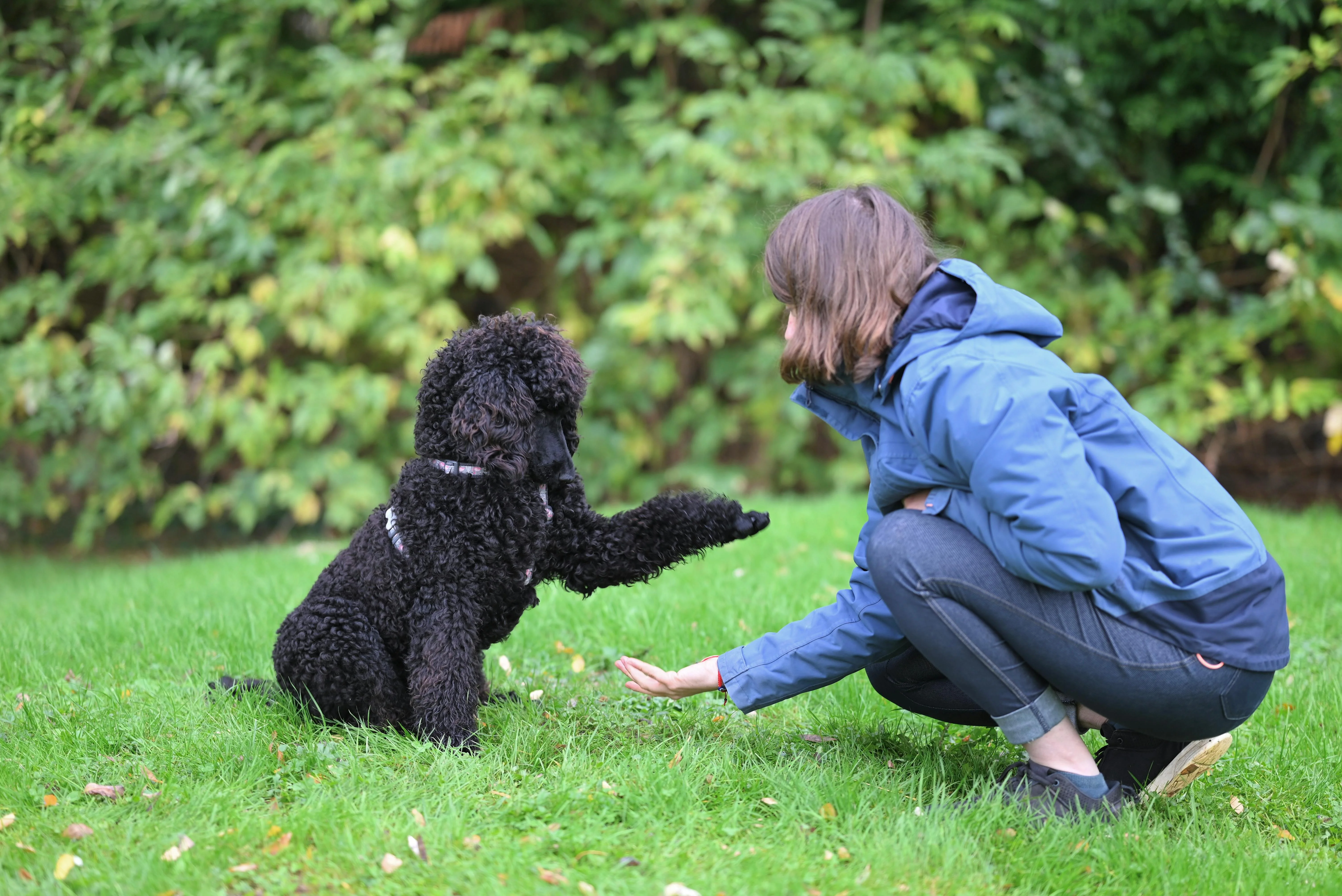 Poodle shaking paw with trainer, demonstrating trust and training success