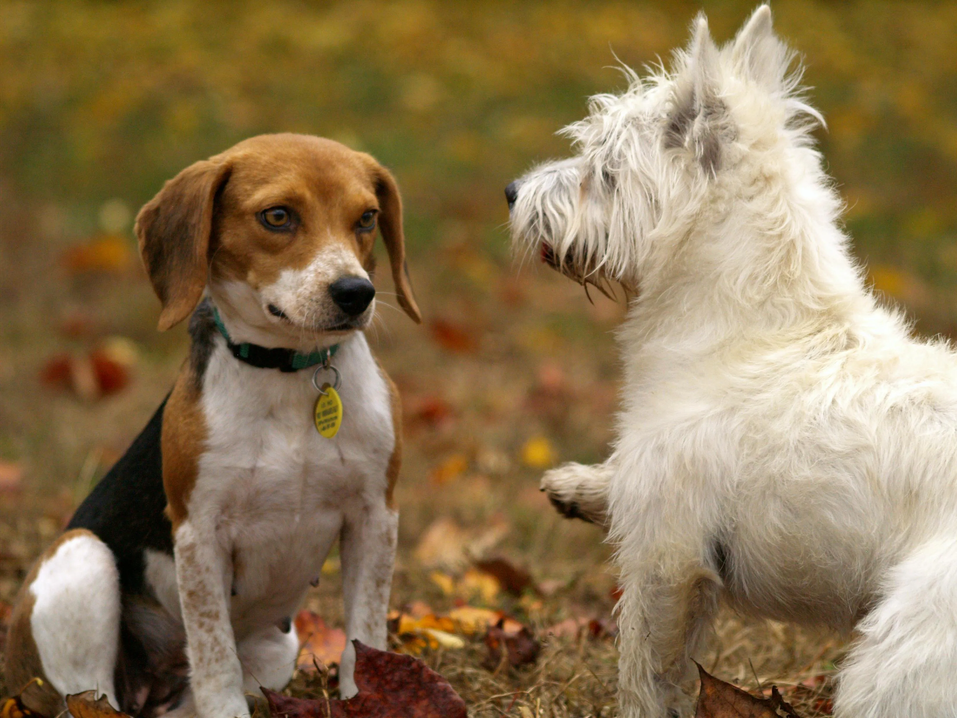 Two dogs meeting each other in a park surrounded by autumn leaves