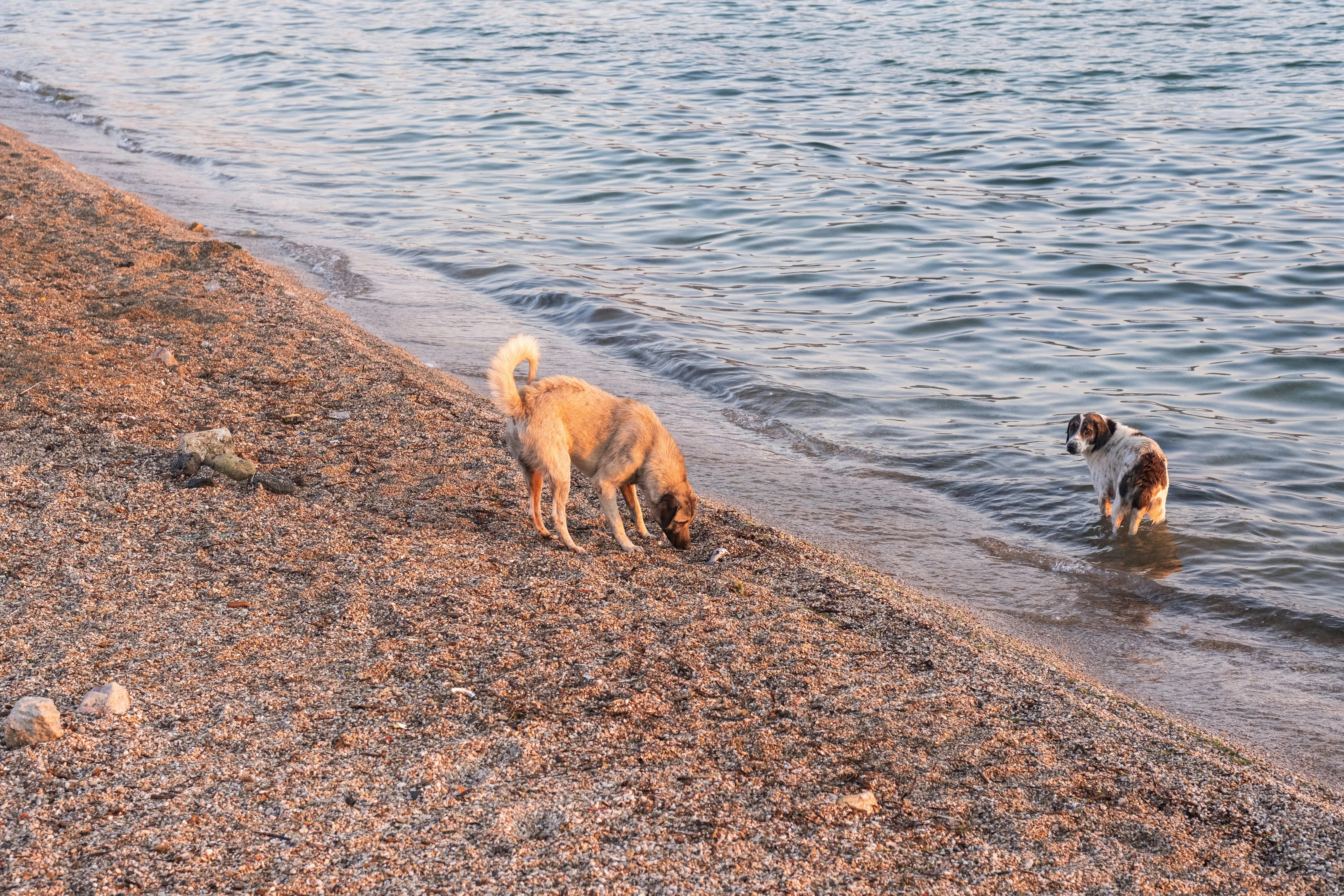 Two dogs exploring together at a sandy shoreline