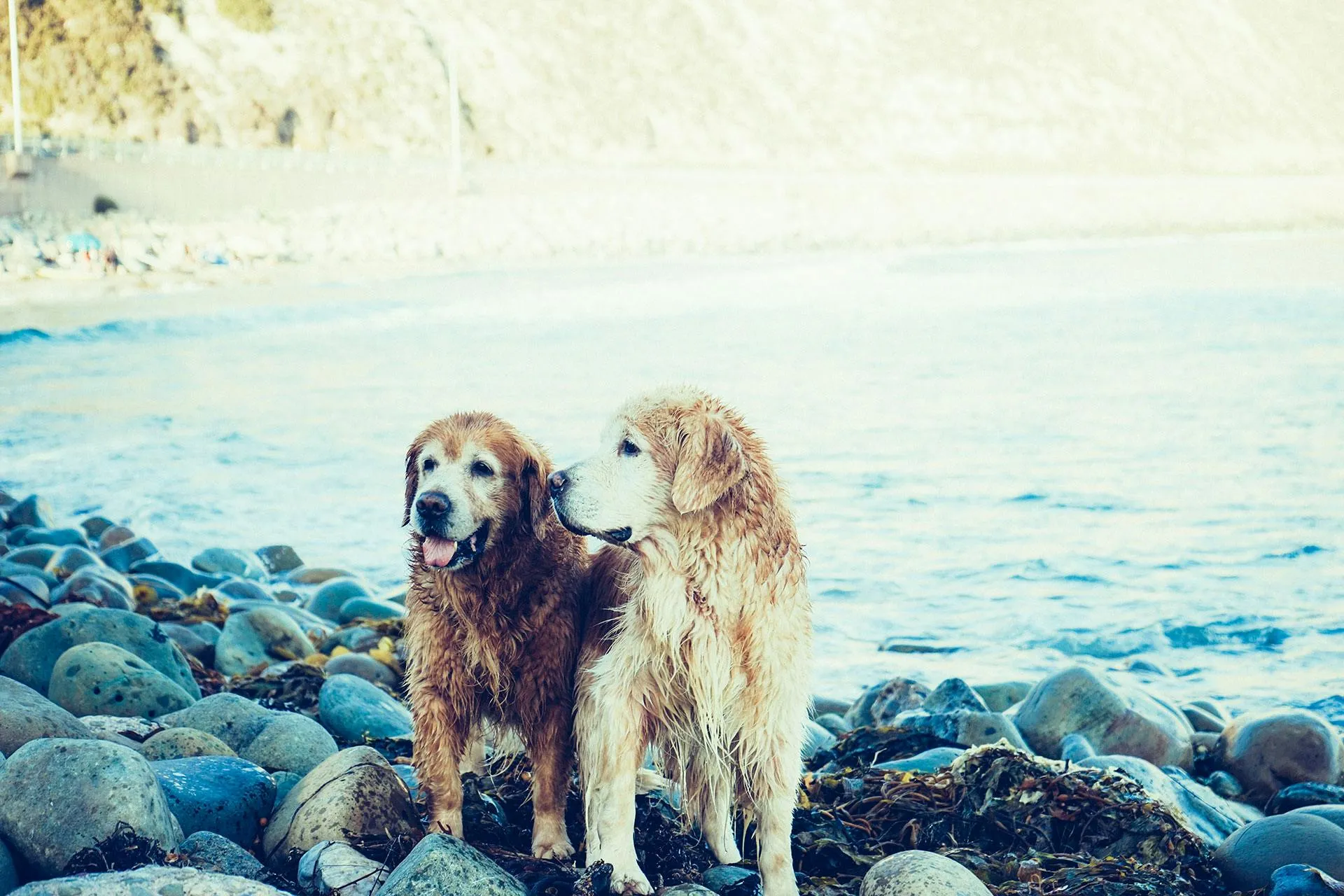 Two golden retrievers standing together on a rocky ocean beach