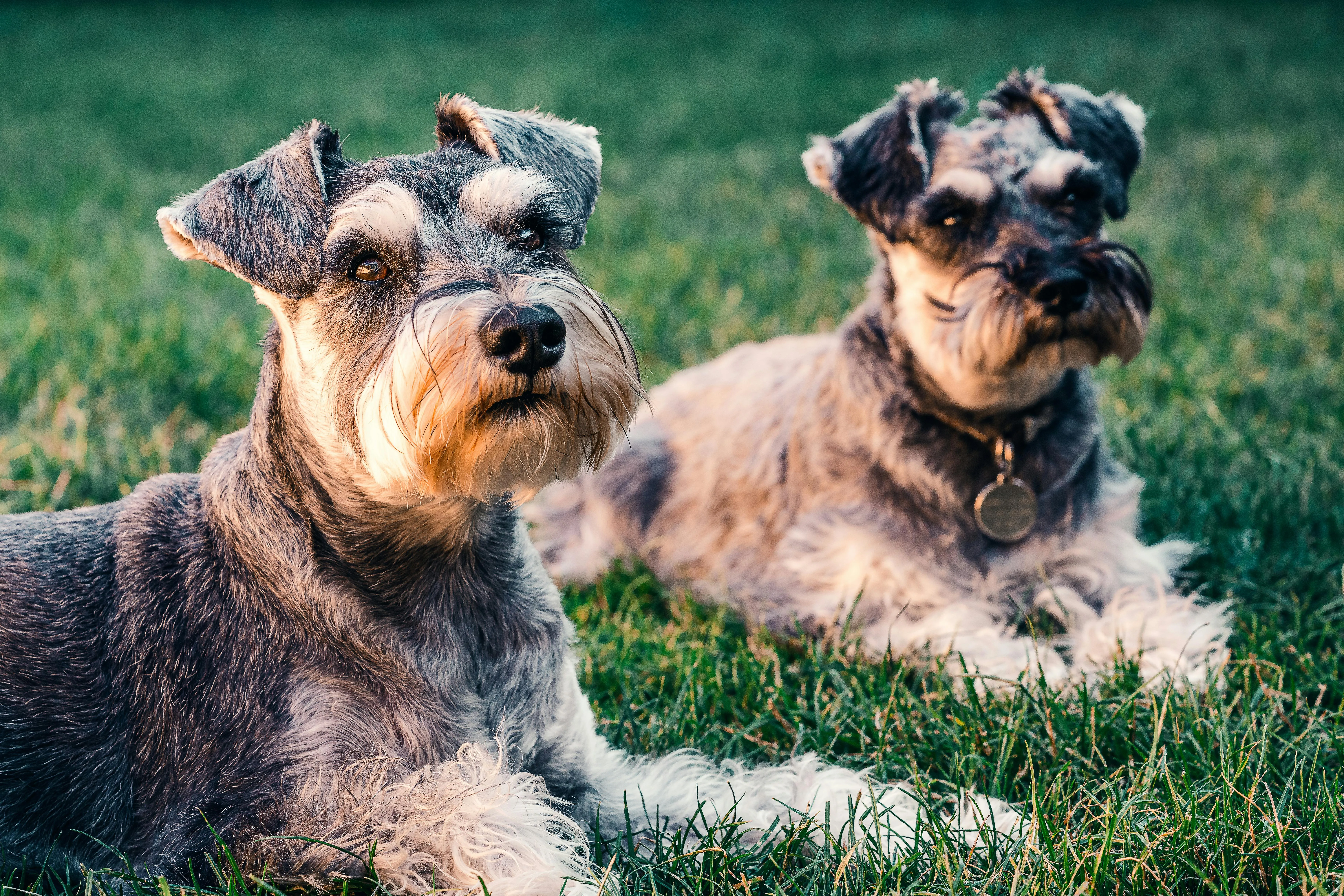Two schnauzers relaxing together on a green lawn