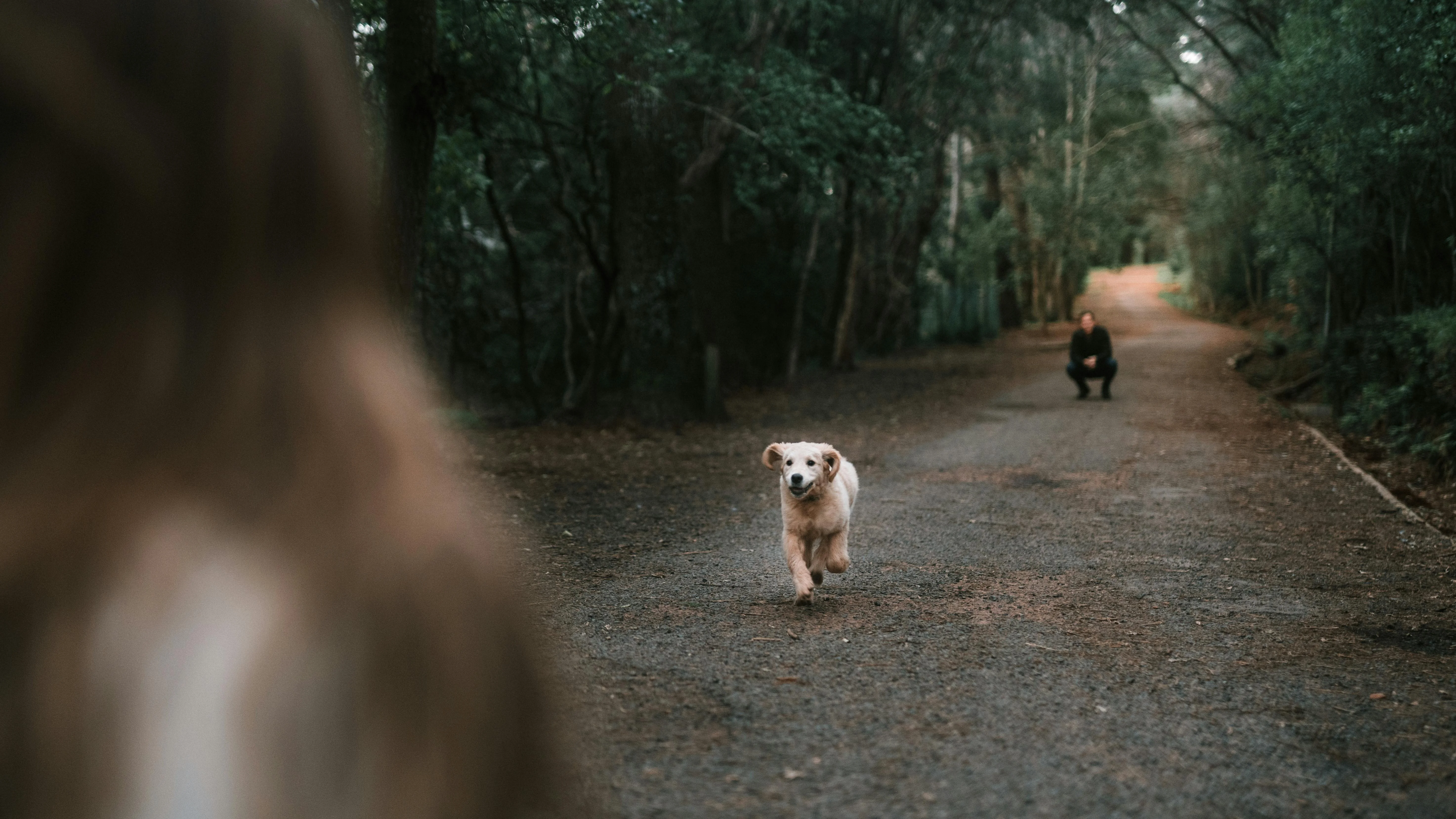 Small dog successfully walking on trail through wooded area
