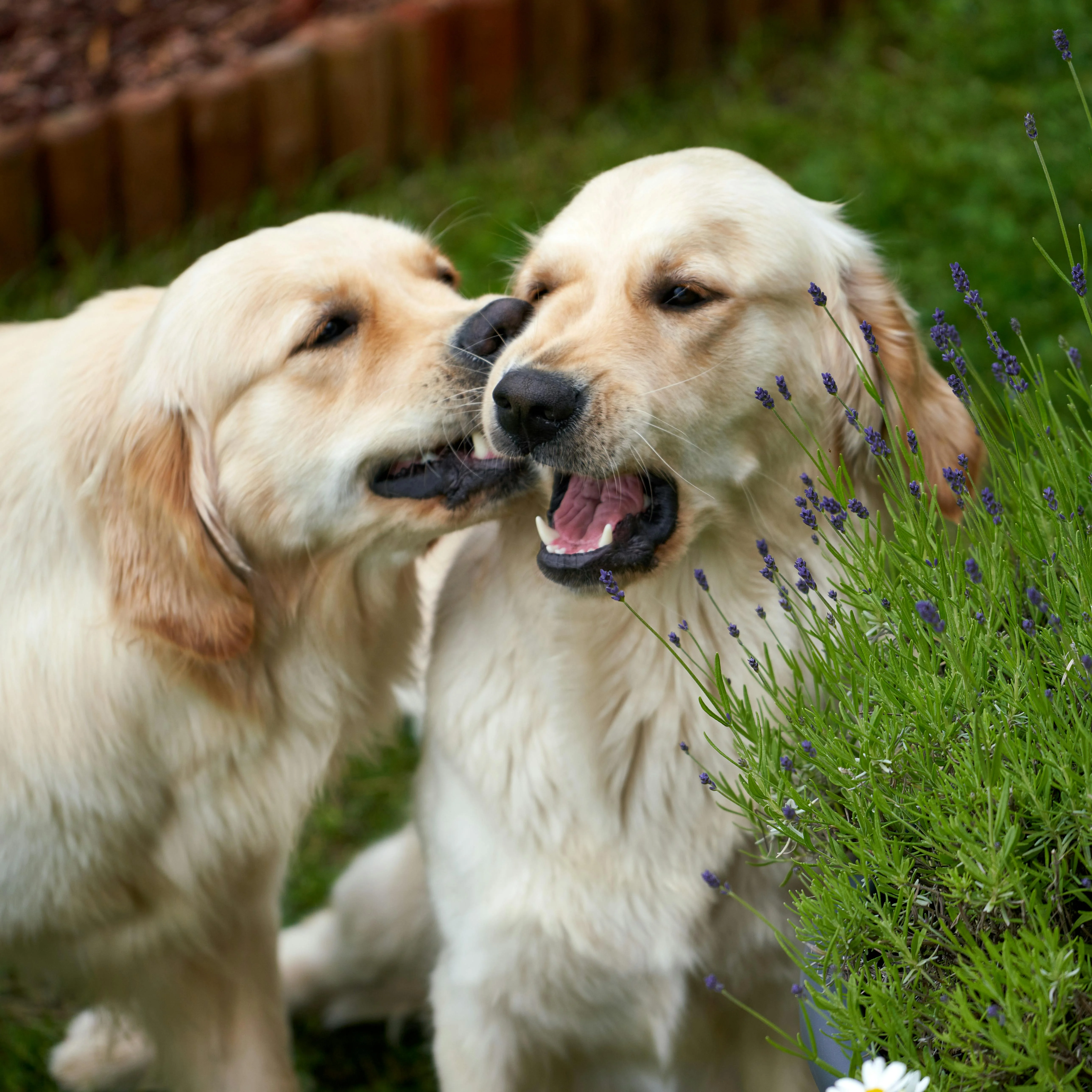 Two golden retrievers sitting calmly in a garden setting