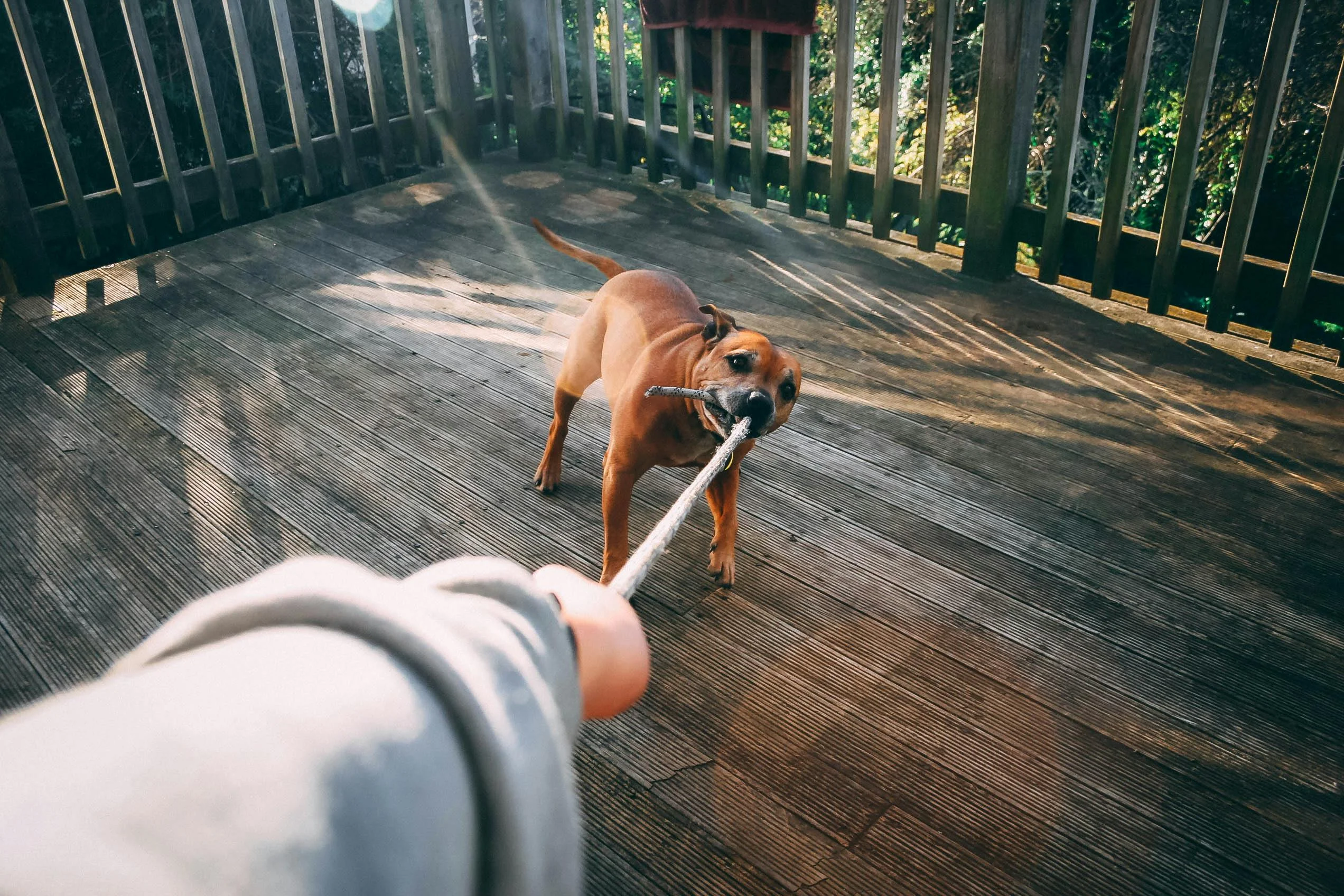 Owner training dog during outdoor session on deck