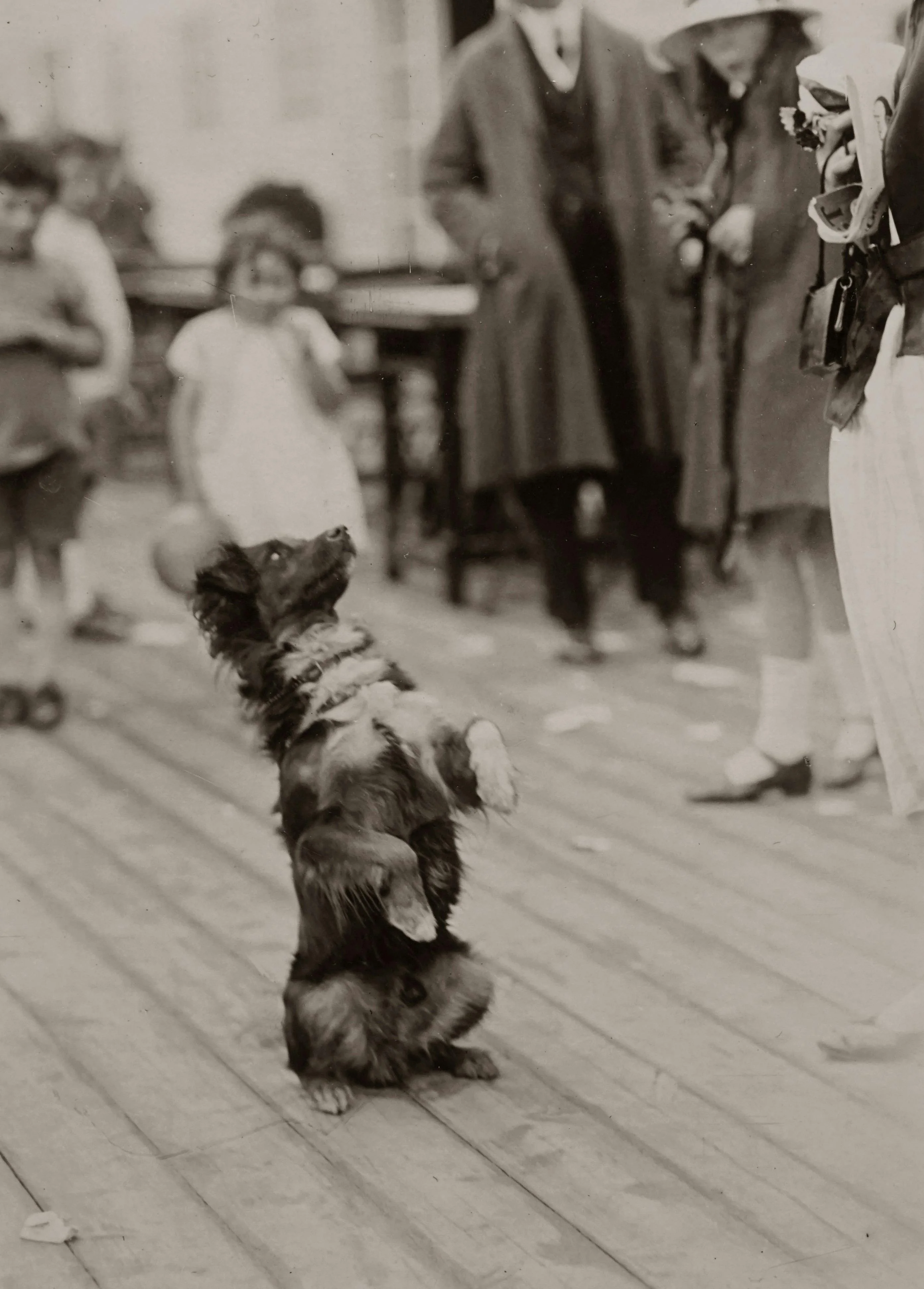 Vintage scene of a well-trained dog performing a trick