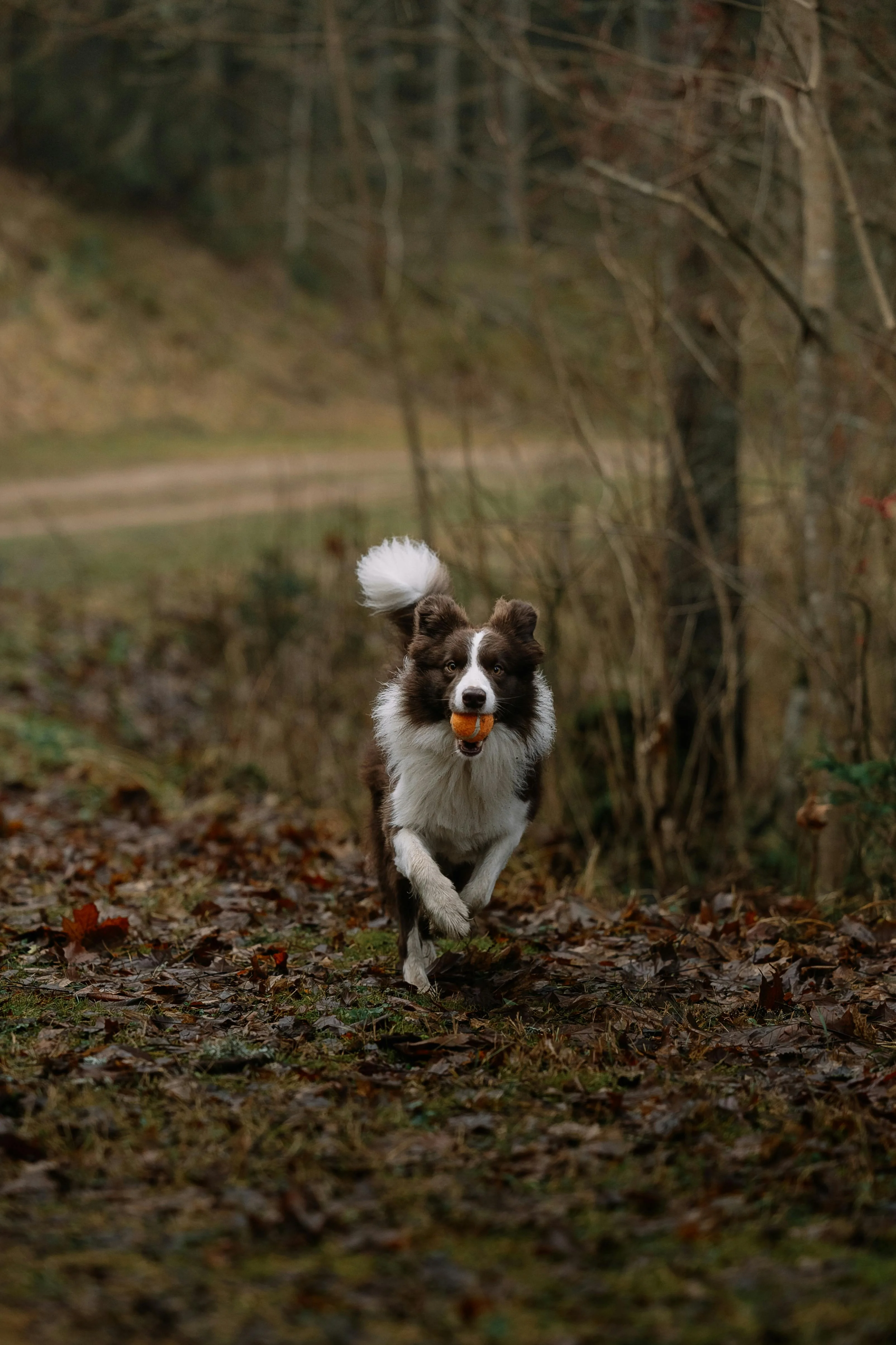 Border Collie running joyfully through autumn leaves with an orange ball in its mouth