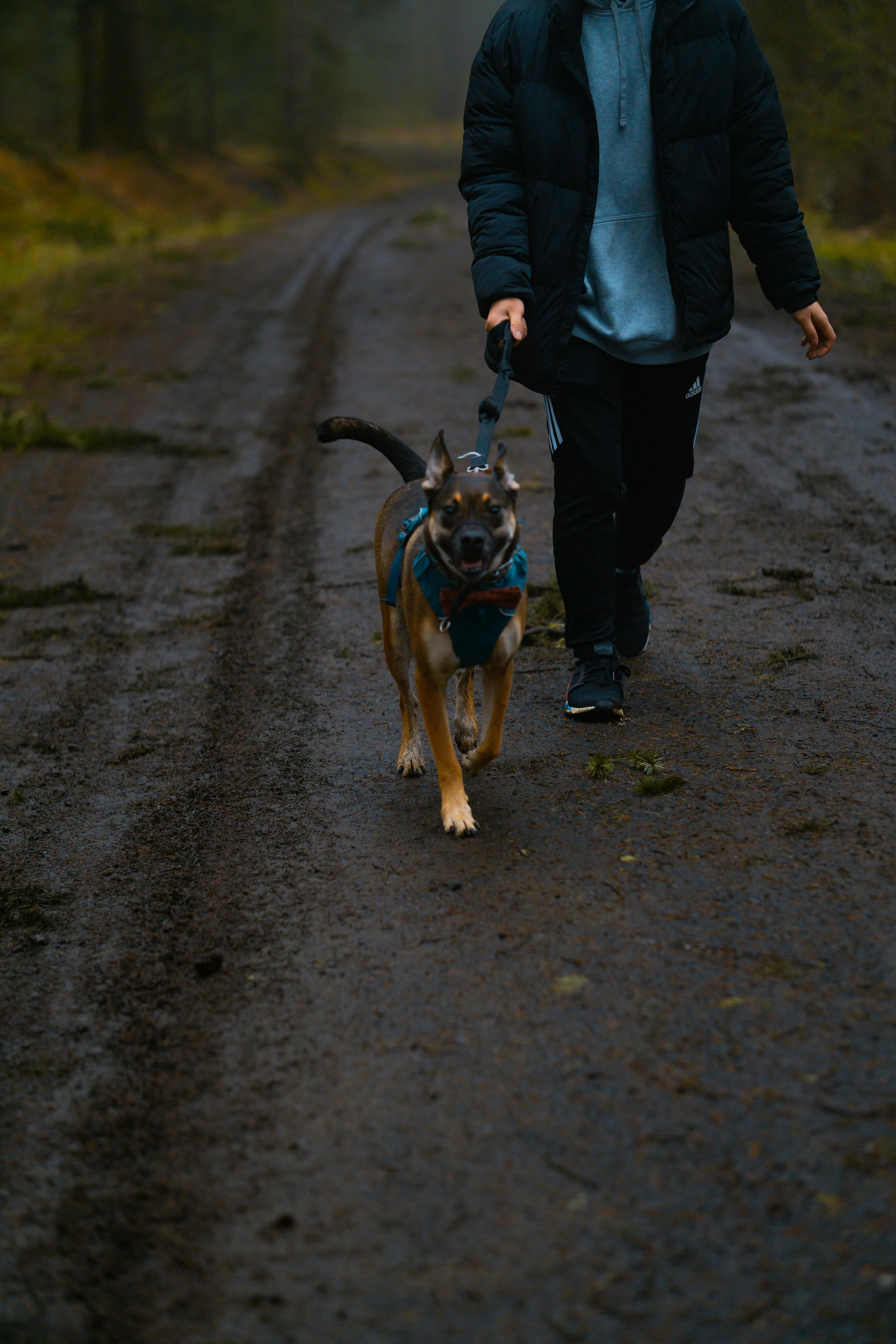 Person walking a German Shepherd on a forest trail with the dog wearing a harness