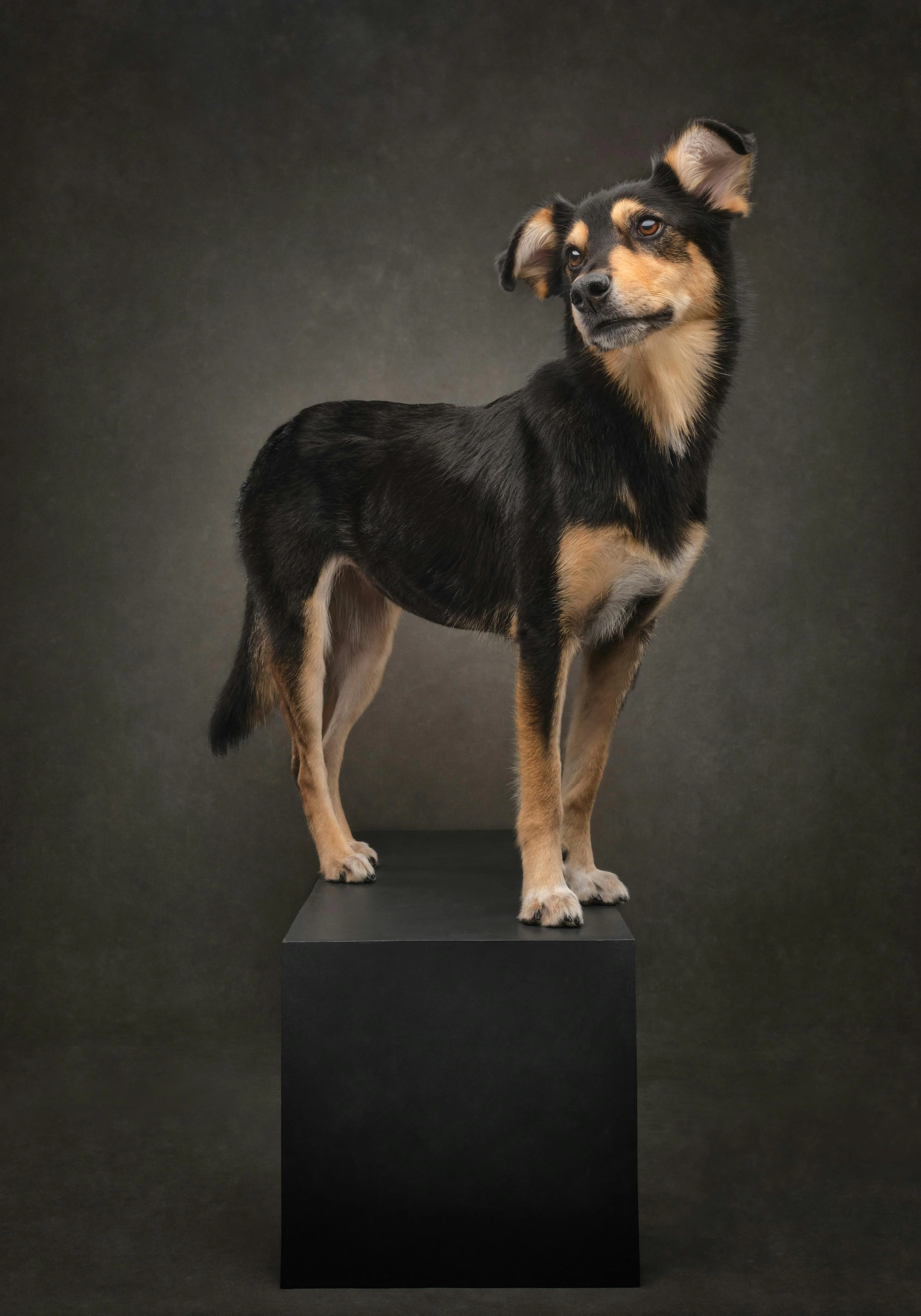 Well-groomed mixed breed dog standing confidently on a pedestal in a studio portrait