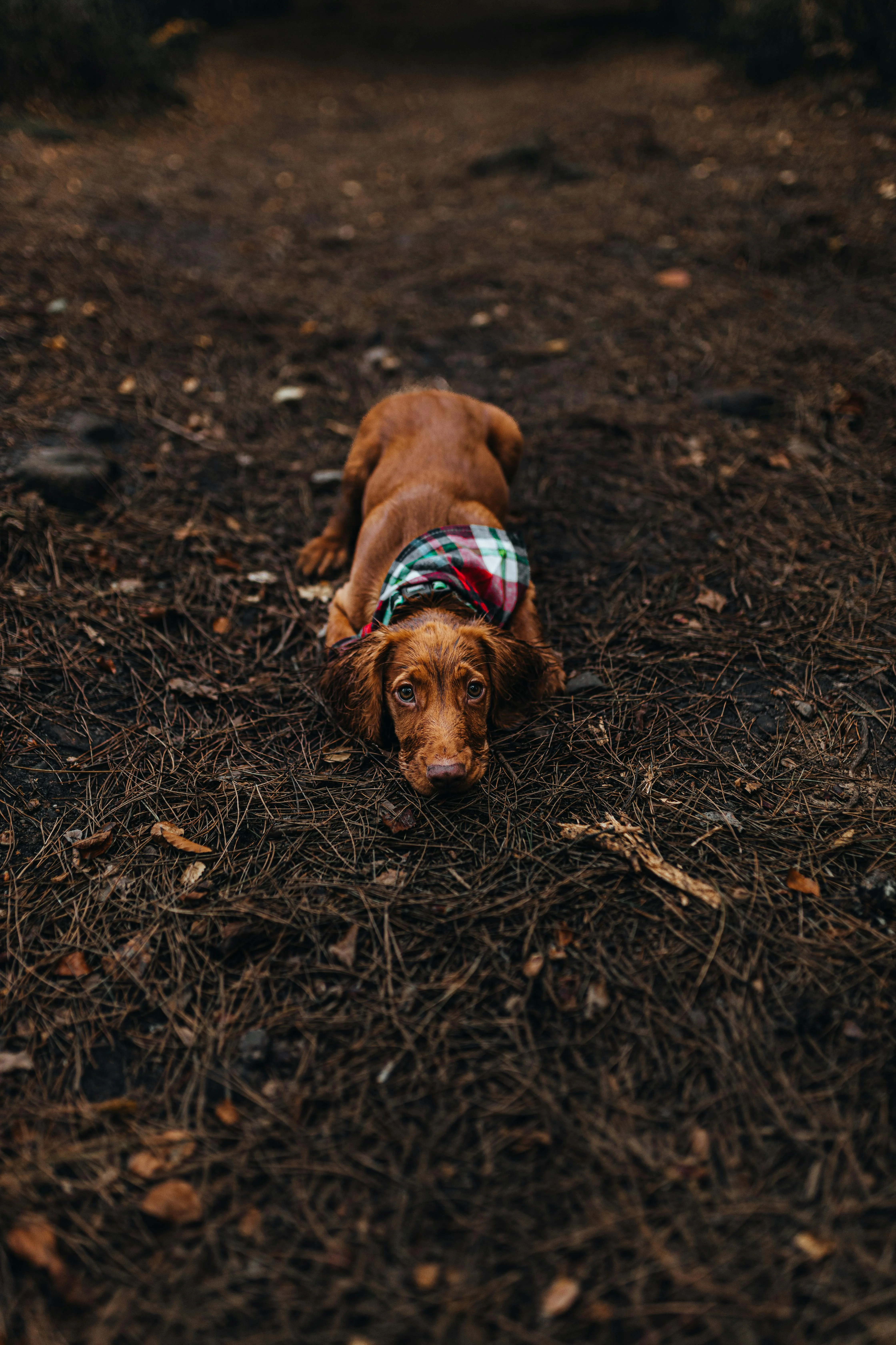 Irish Setter puppy lying calmly in a down position on forest floor wearing a plaid bandana