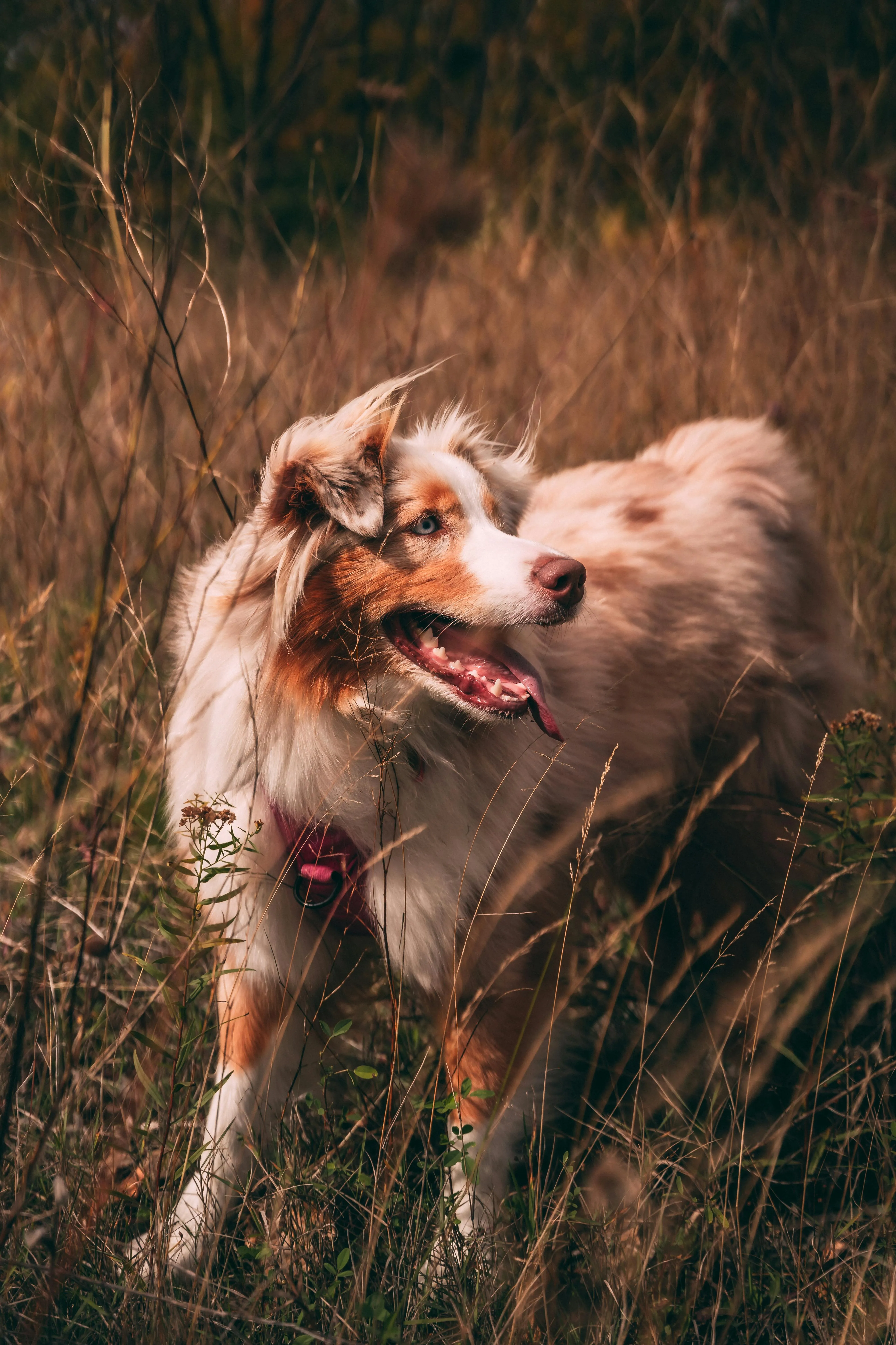 Happy Australian Shepherd in grass, showing the joy of a well-trained dog