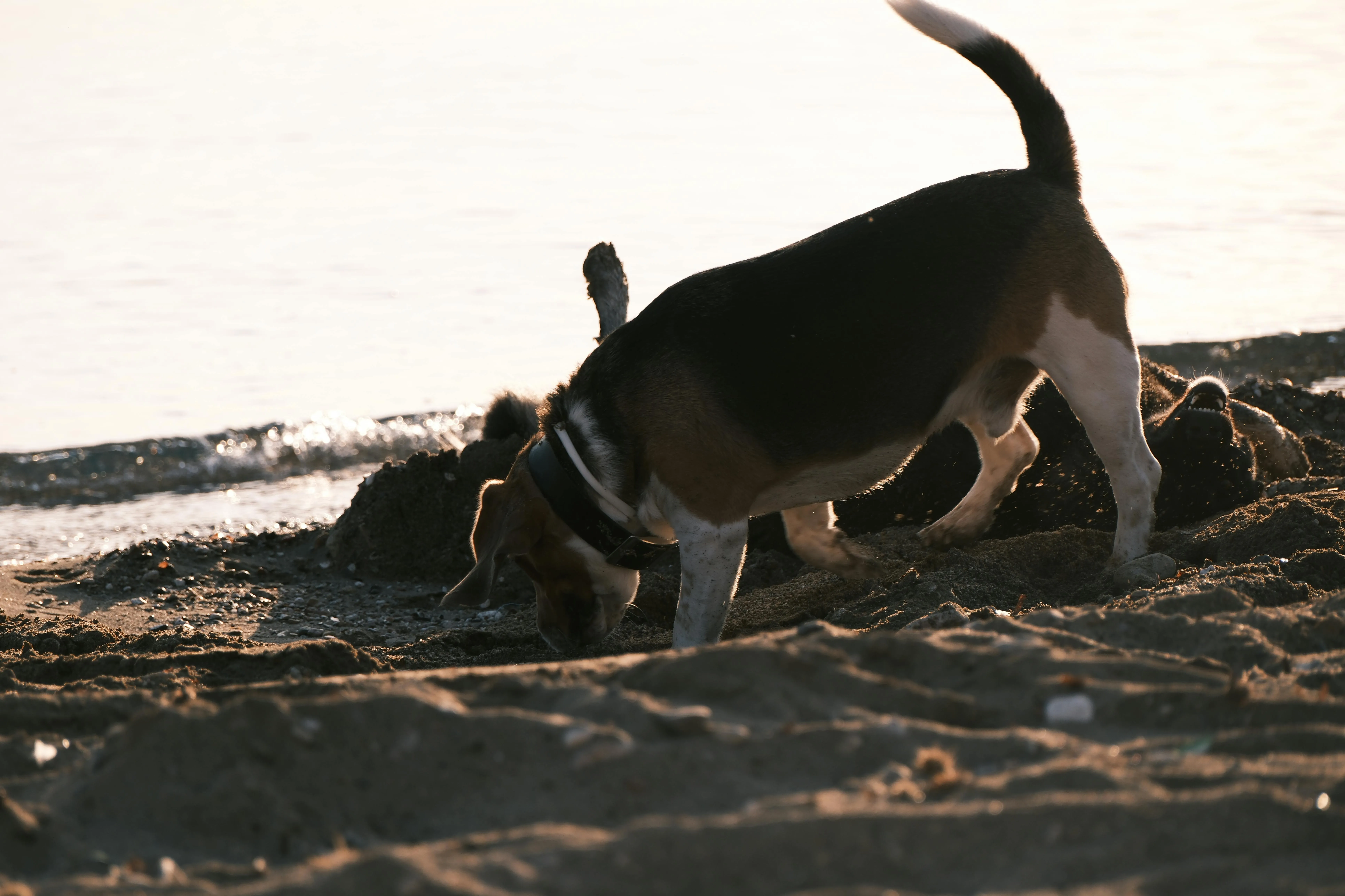 Beagle on beach, representing the importance of understanding individual dog behaviors