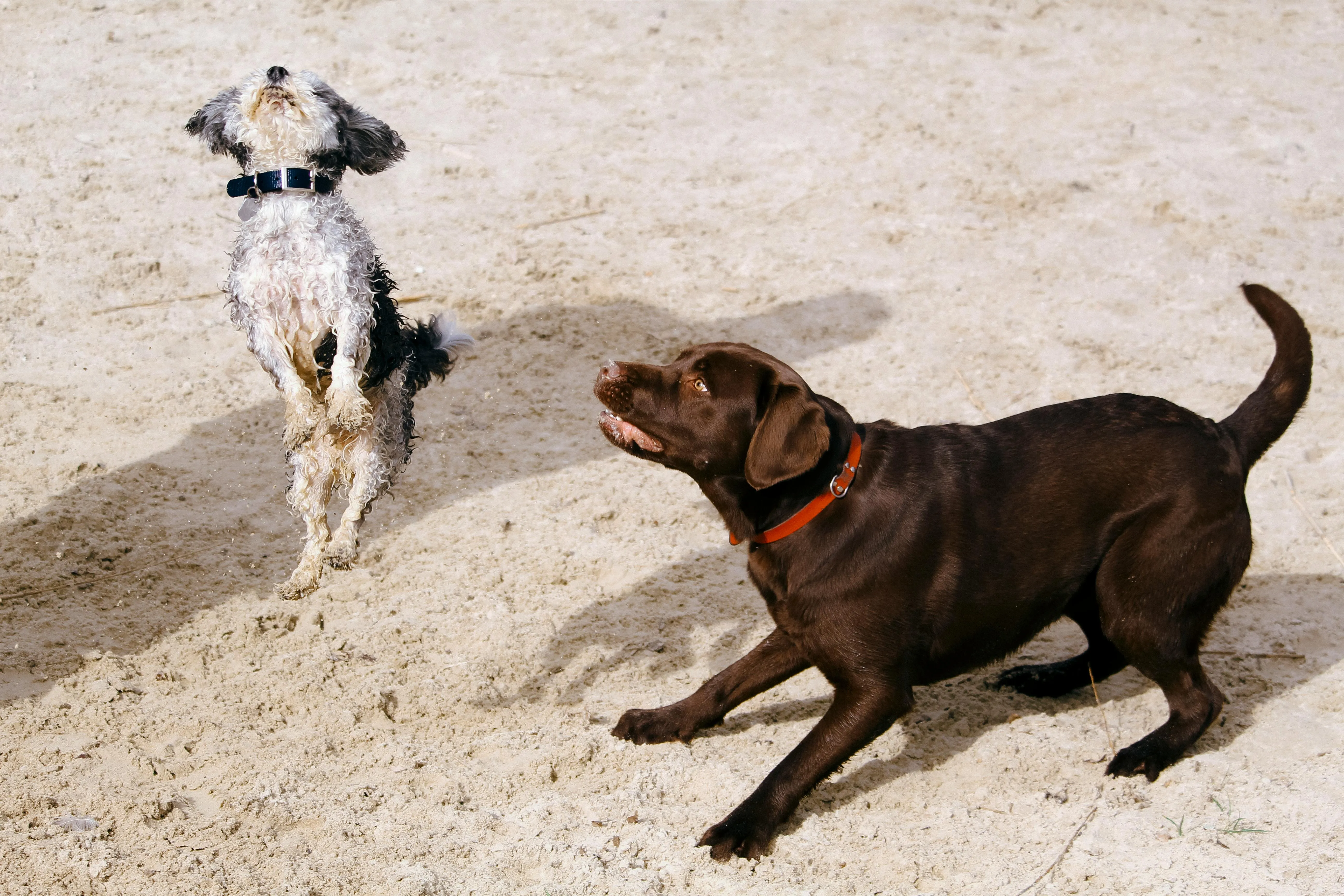 Two dogs playing together on sandy beach, demonstrating the social skills developed through consistent training