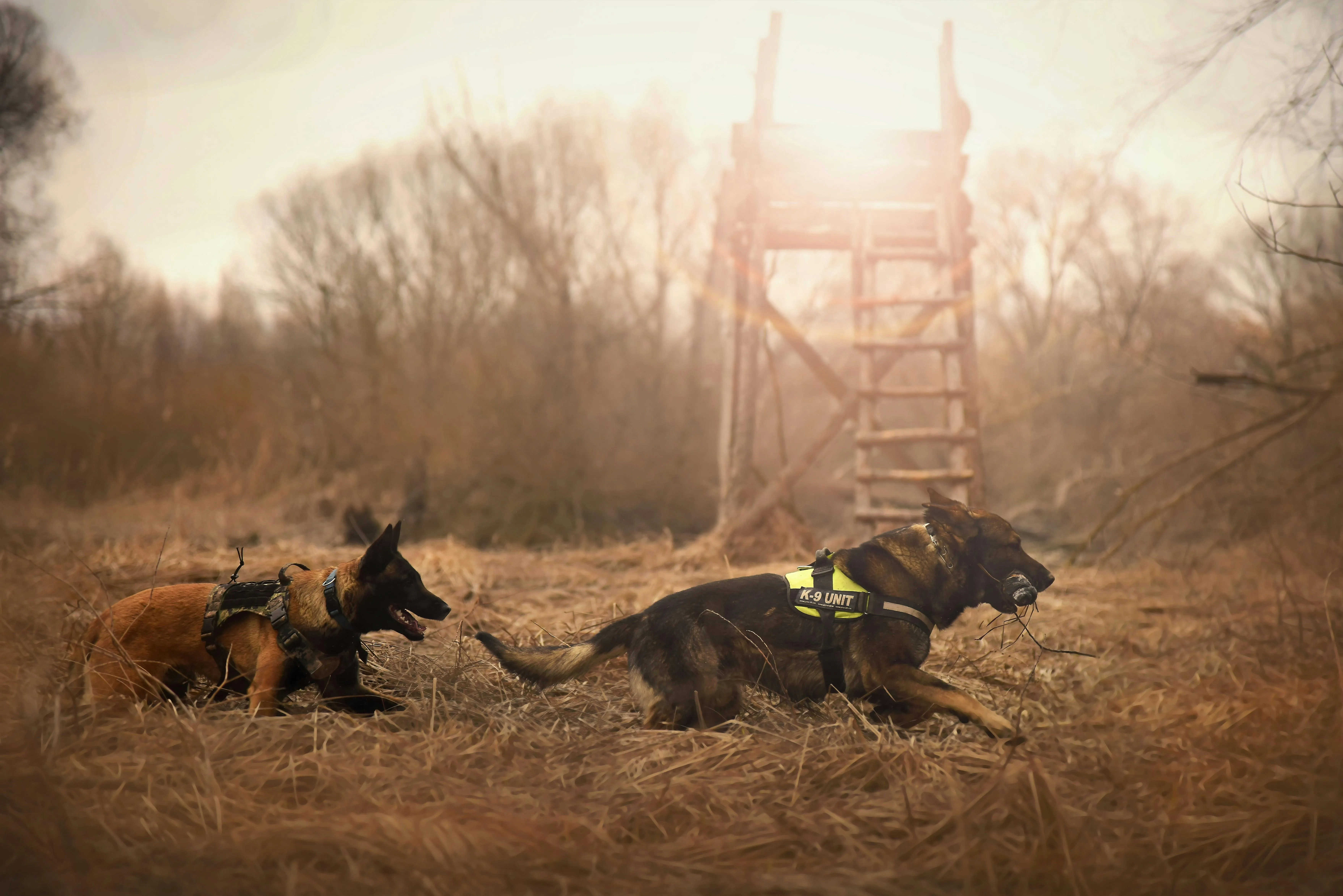 Two dogs in a field demonstrating training results