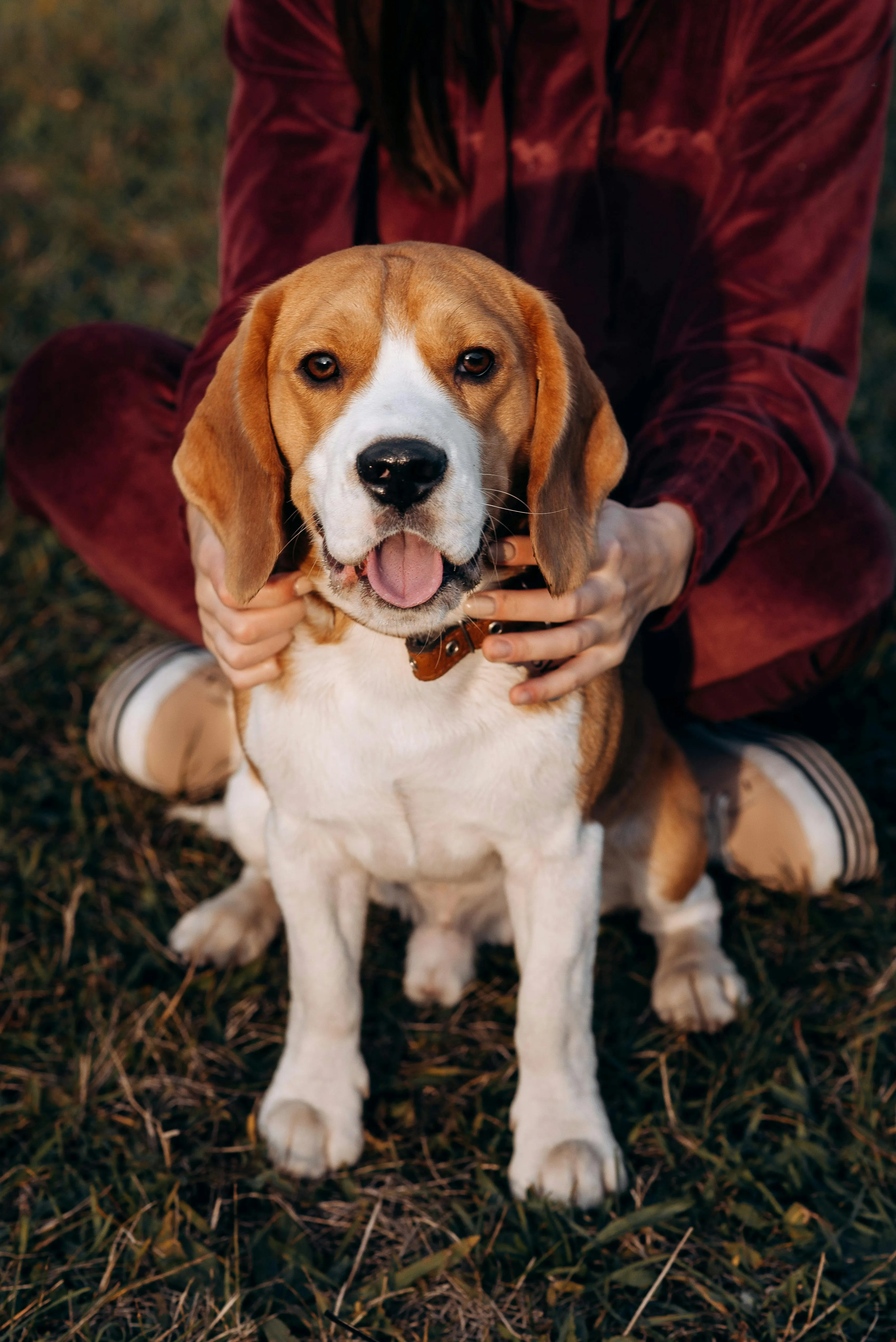 Beagle walking happily alongside its owner outdoors
