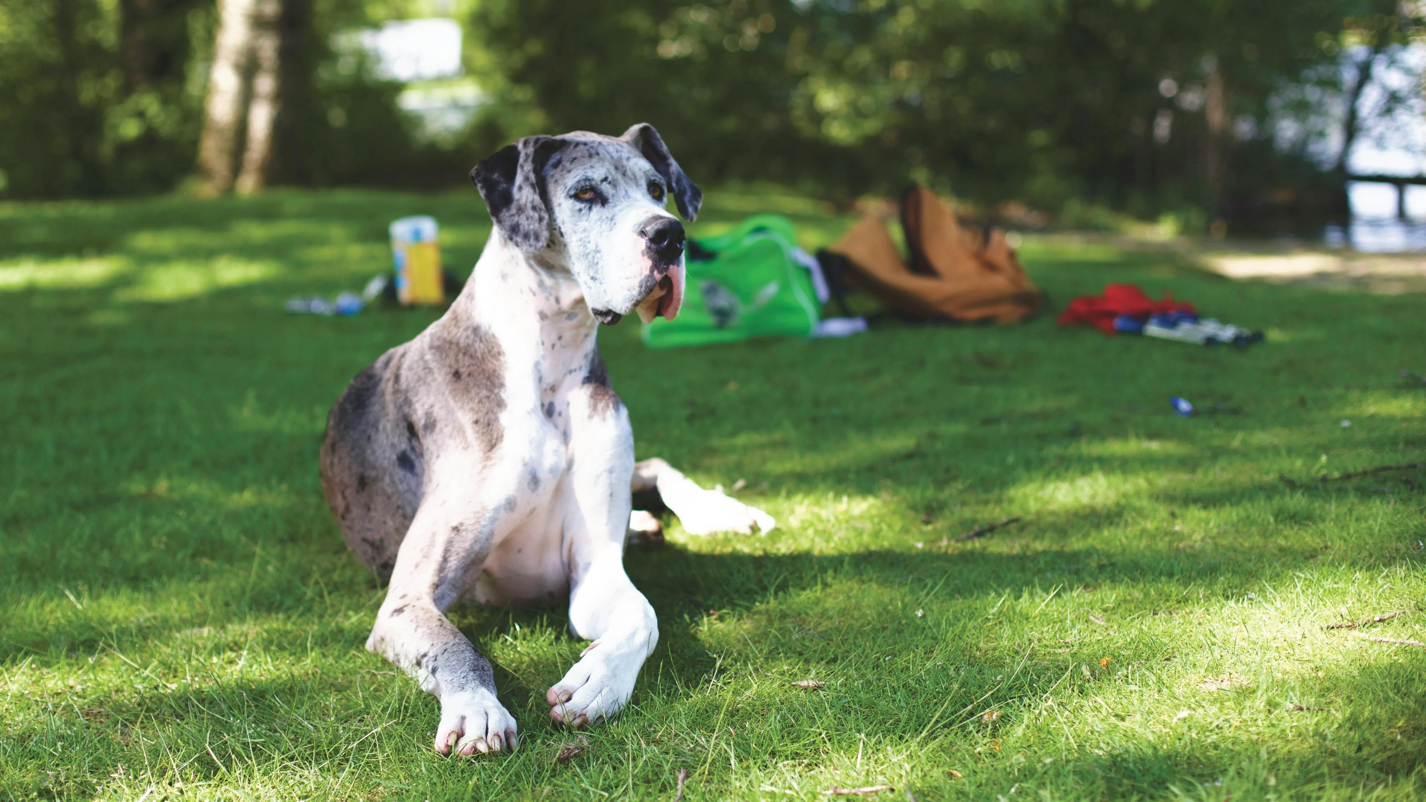 Great Dane standing gracefully in a sunny park