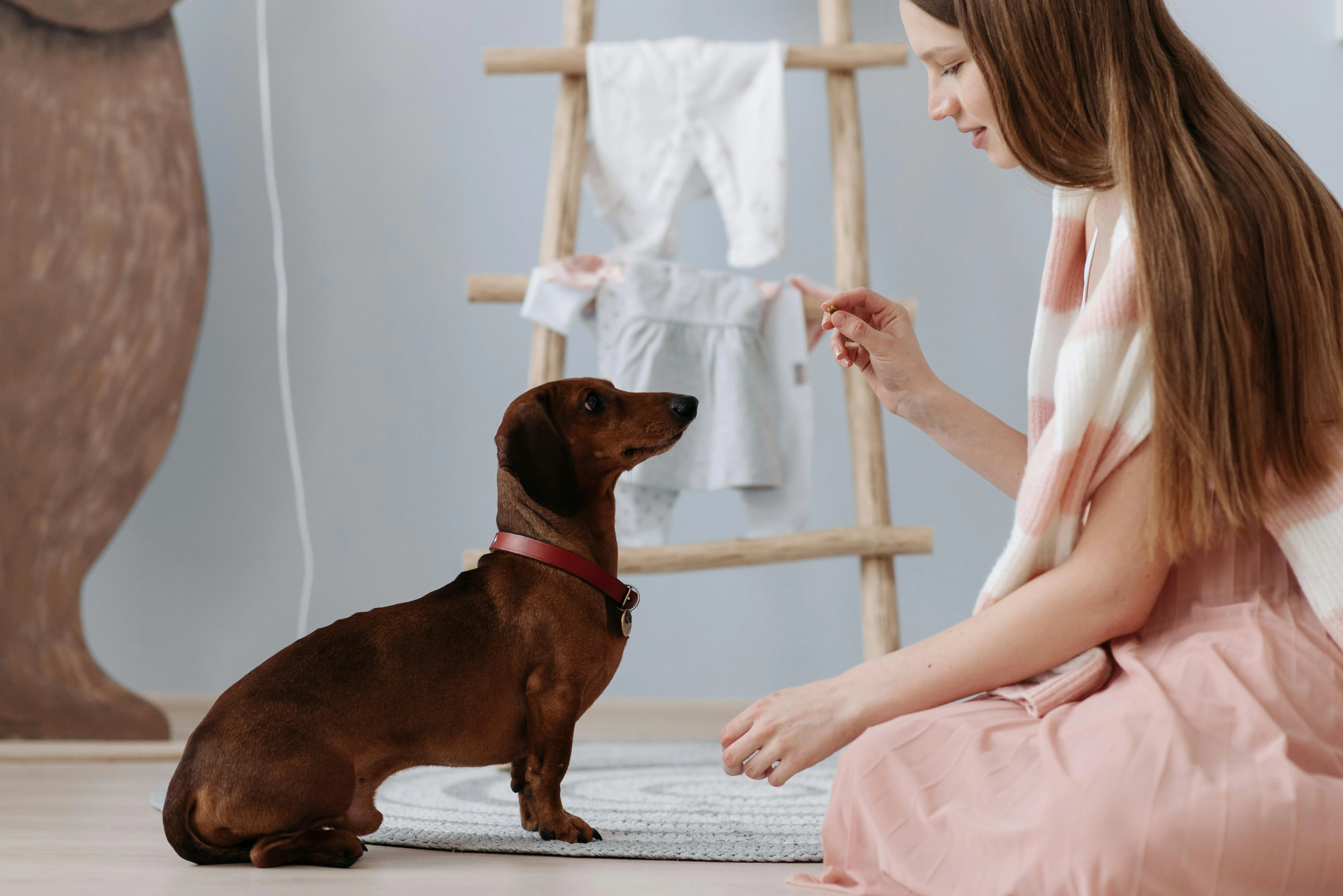 Dog owner training at home using positive reinforcement methods