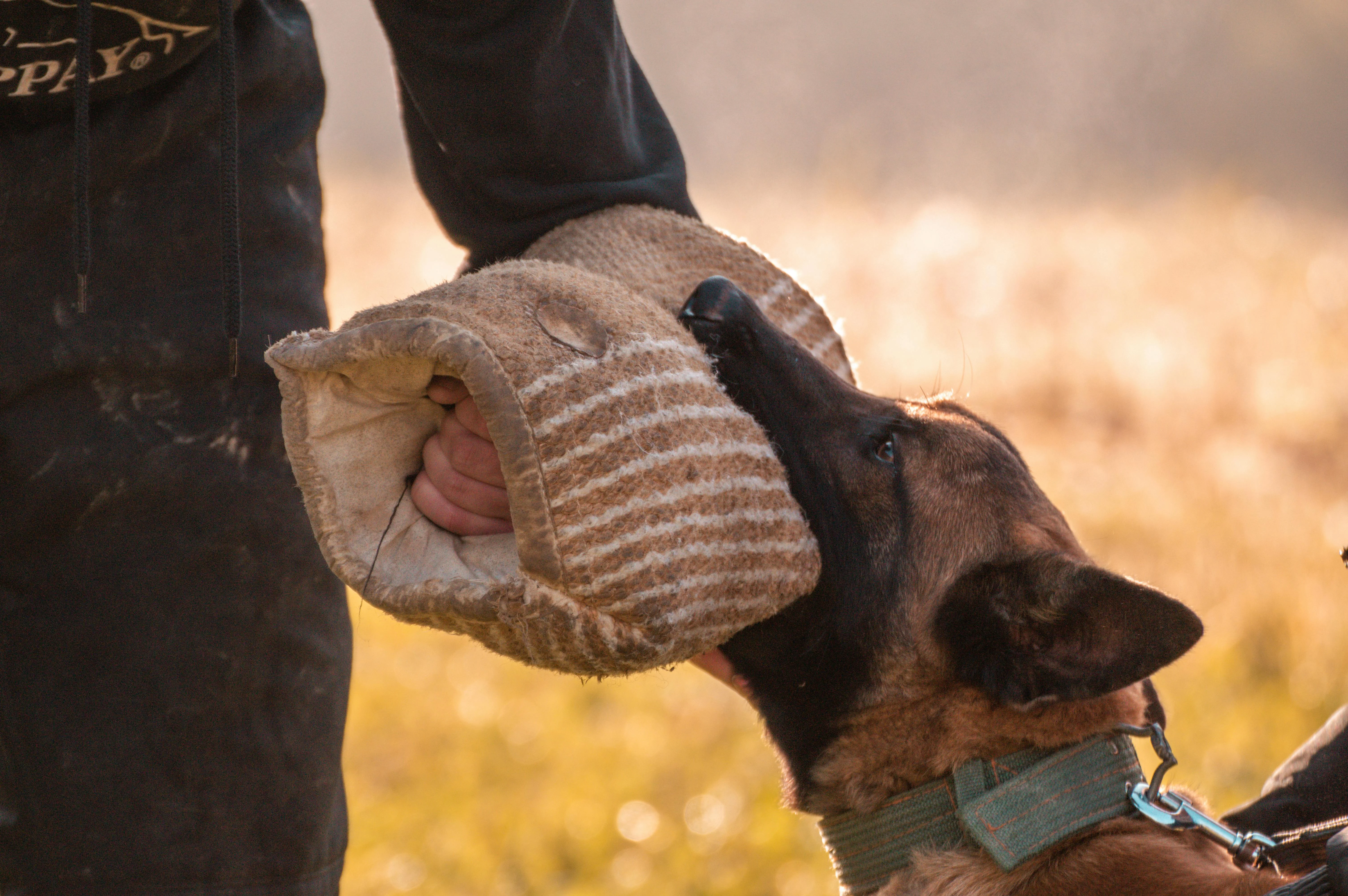 Dog owner working with their dog on advanced training skills